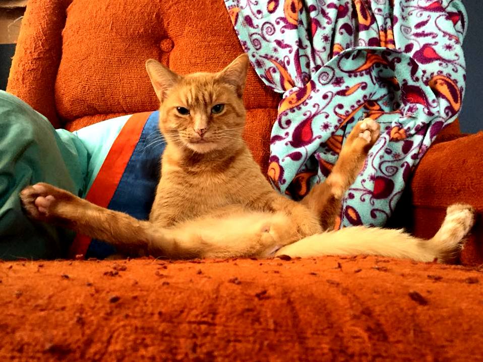 Larry the Cat. Thats How He Sits