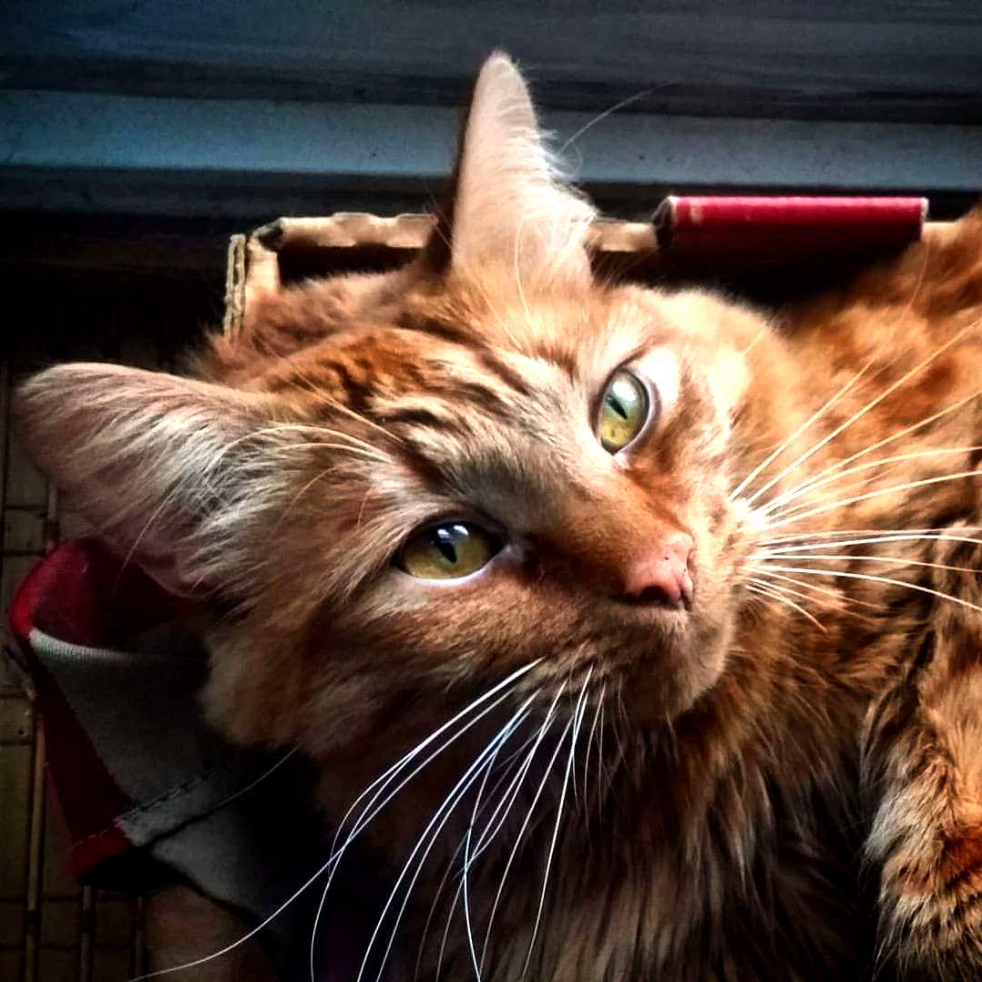 Lionel Is Lion