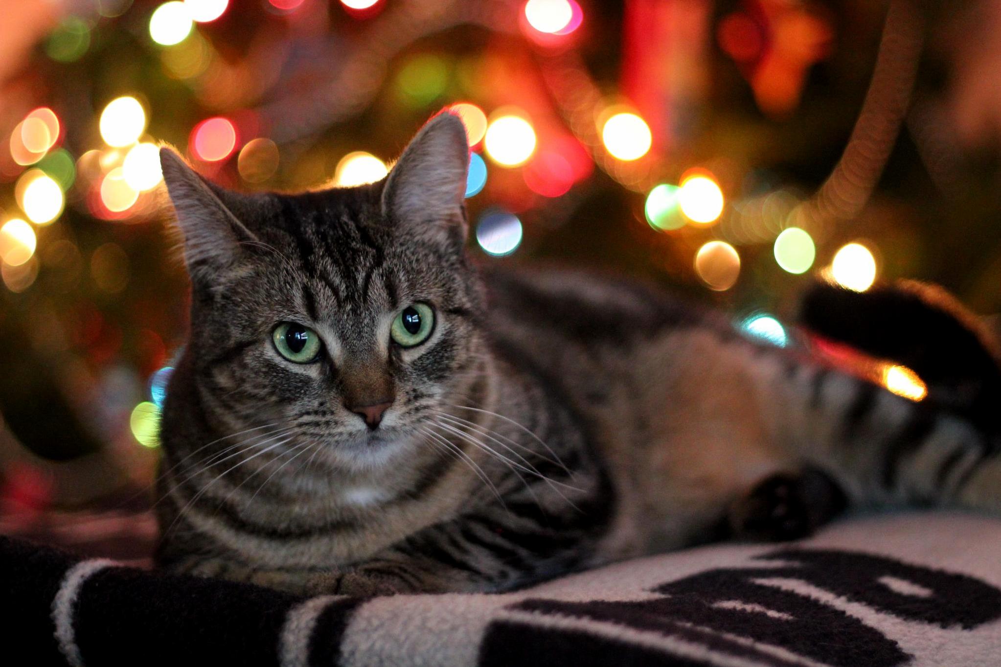 Lucys Holiday Portrait. Meowry Christmas