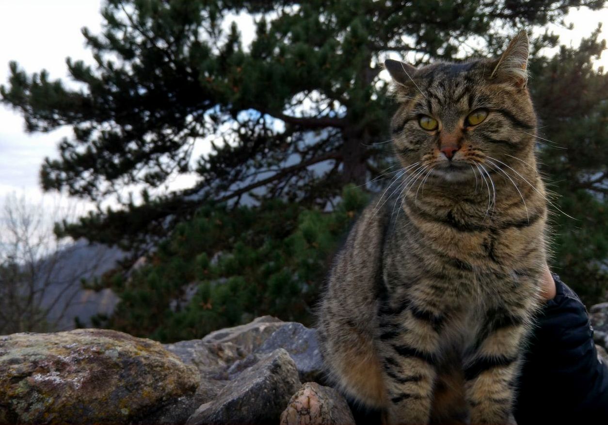 Magnificent Beast Outside My Motel in Transylvania.