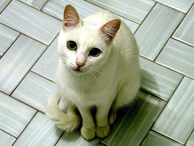 Meet My Cat Barfi ...He Just Wants to Say Hello
