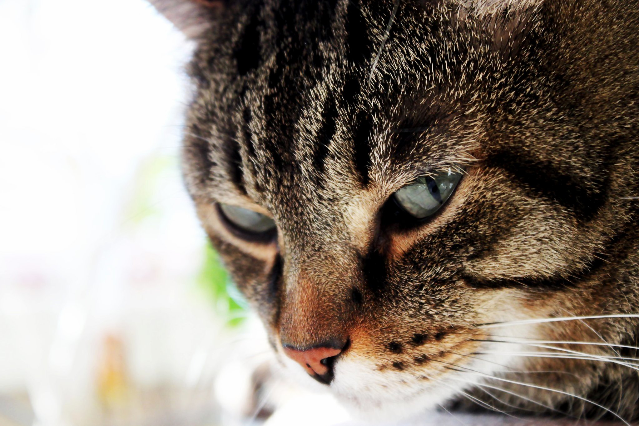 Meet My Cat Tiger. He Passed Away Today After Spending 11 Years with Me. I Really Miss You Buddy.