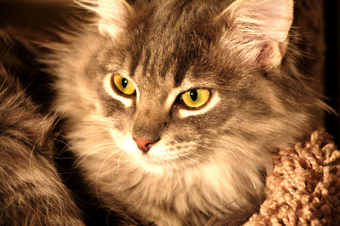 Meet My New Kitten Serah Album in Comments