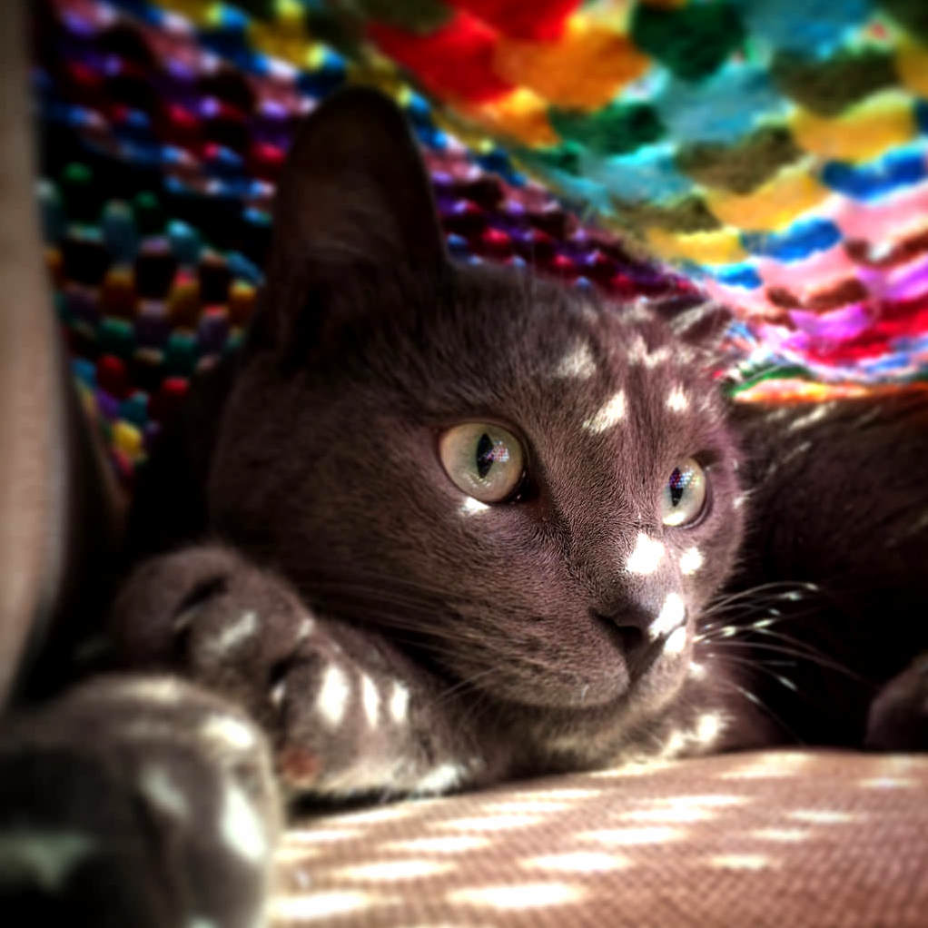 Meet Rumba the Grey