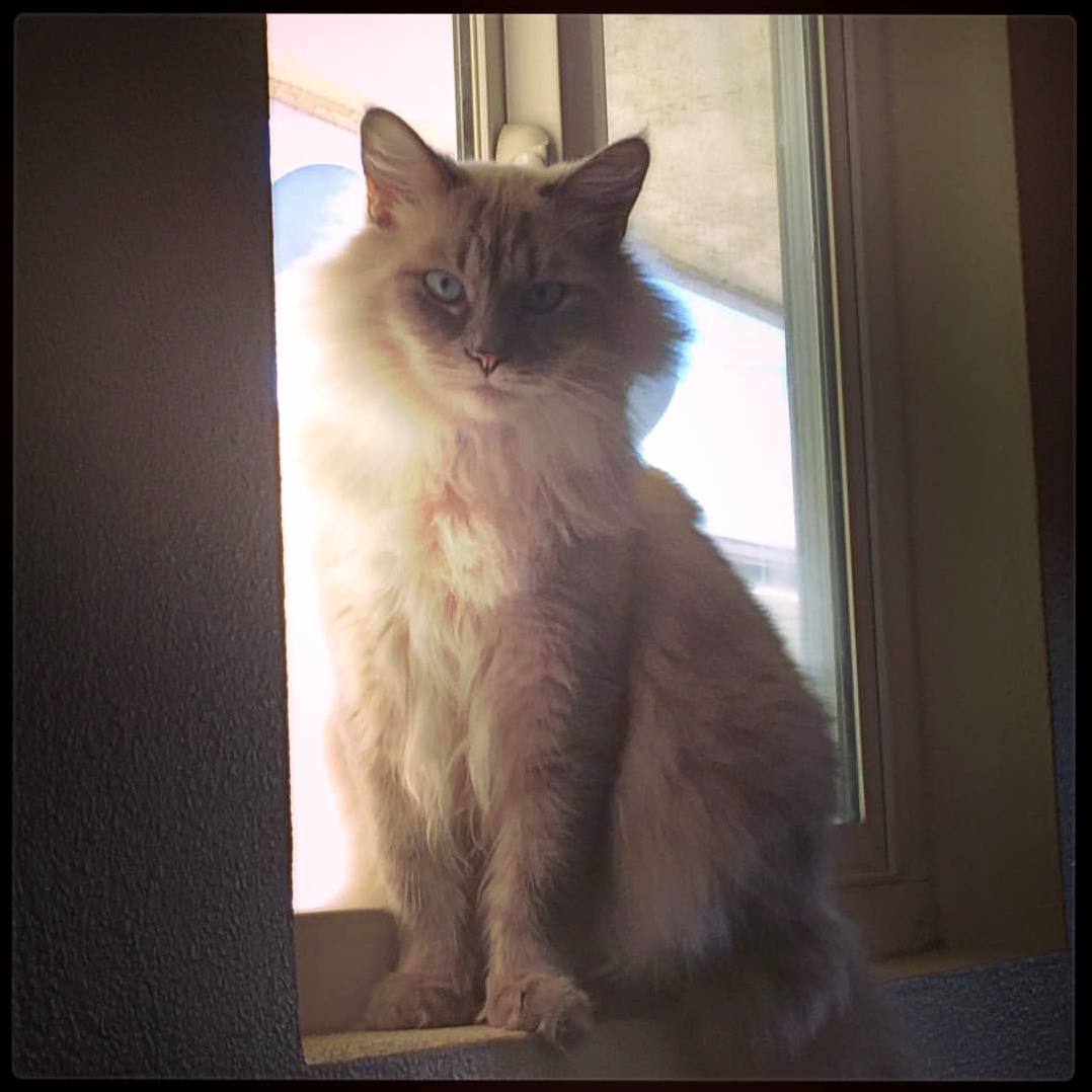Meet Ziggy.