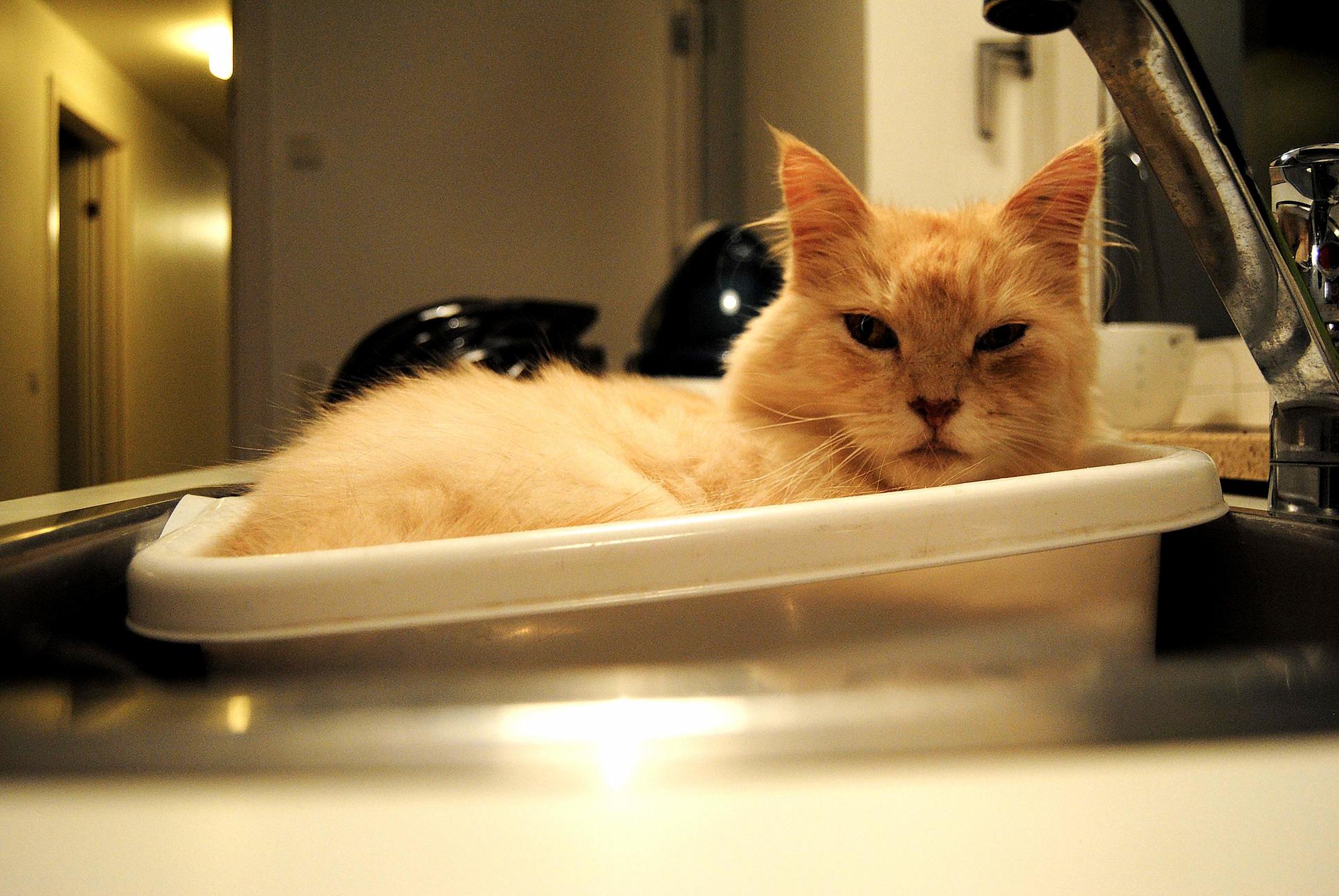 My 7 Year Old Kitty Wille