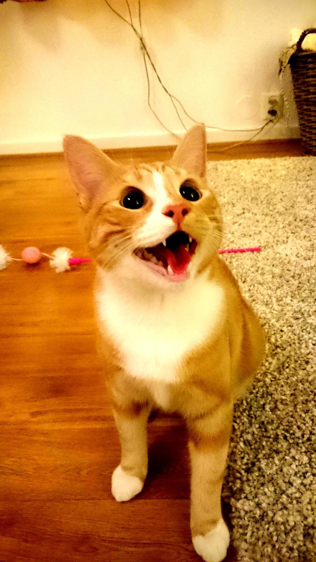 My Adorable Little Boy Tiki