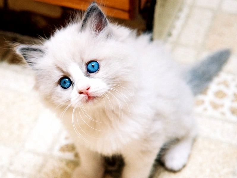 My Beautiful Cat