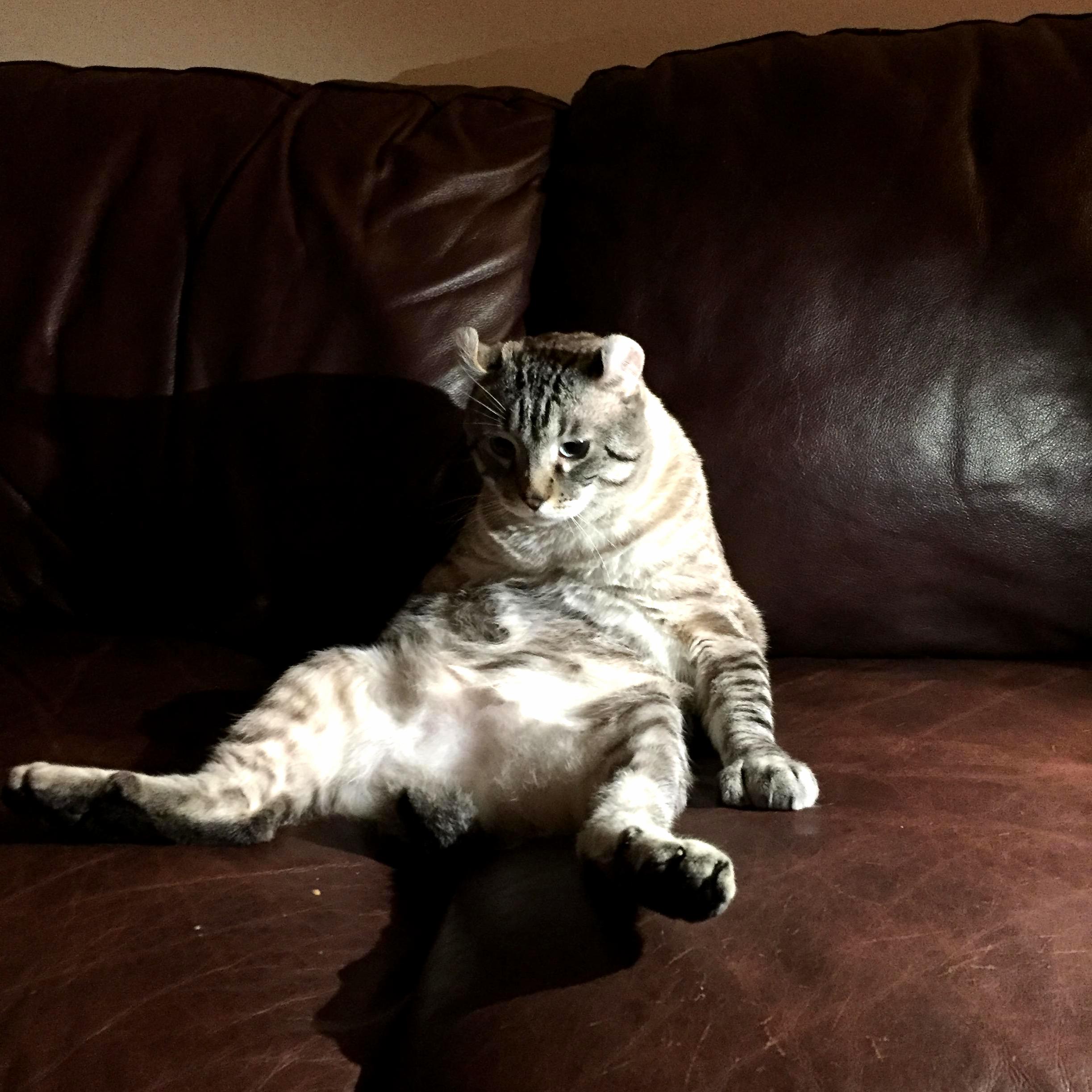My Cat Disco Is Having an Existential Crisis.