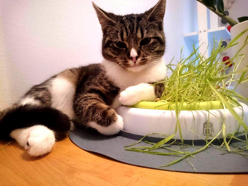 My Cat Is More Suave Than Me.