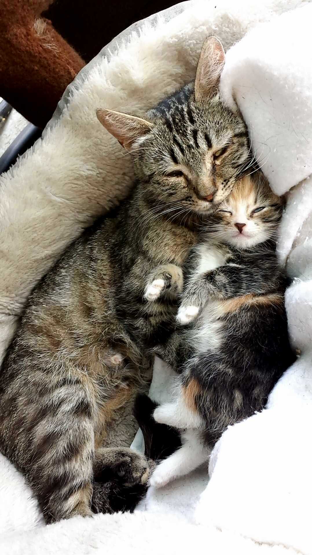 My Cat with Her First and Only Born Kitten