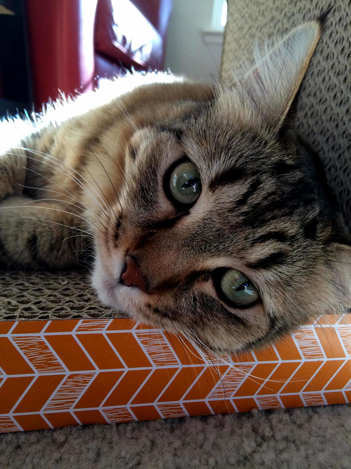My Cousins Beautiful Cat That I Took a Picture of a While Ago