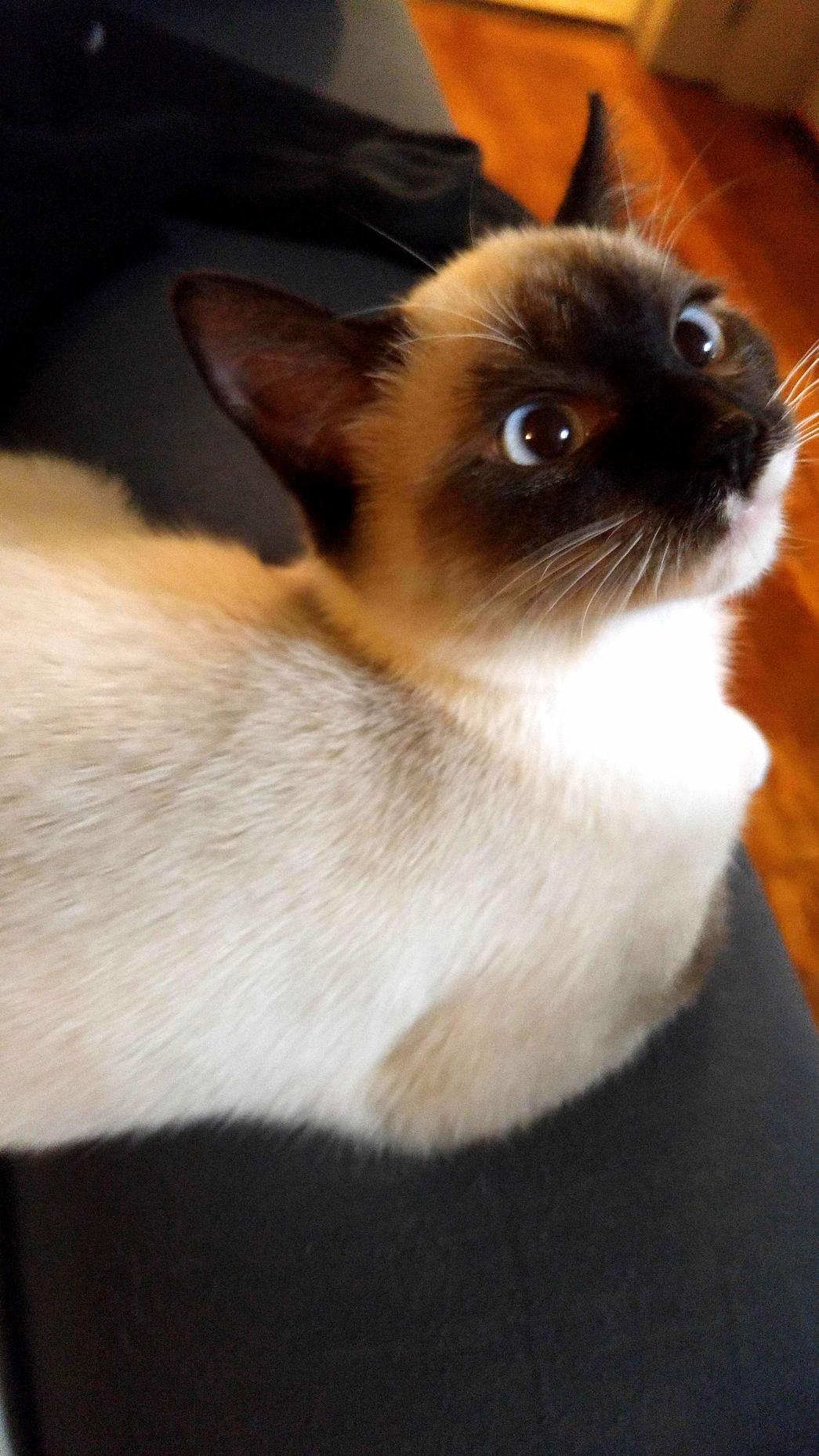 My Kitten Has a Bit of a Goofy Face