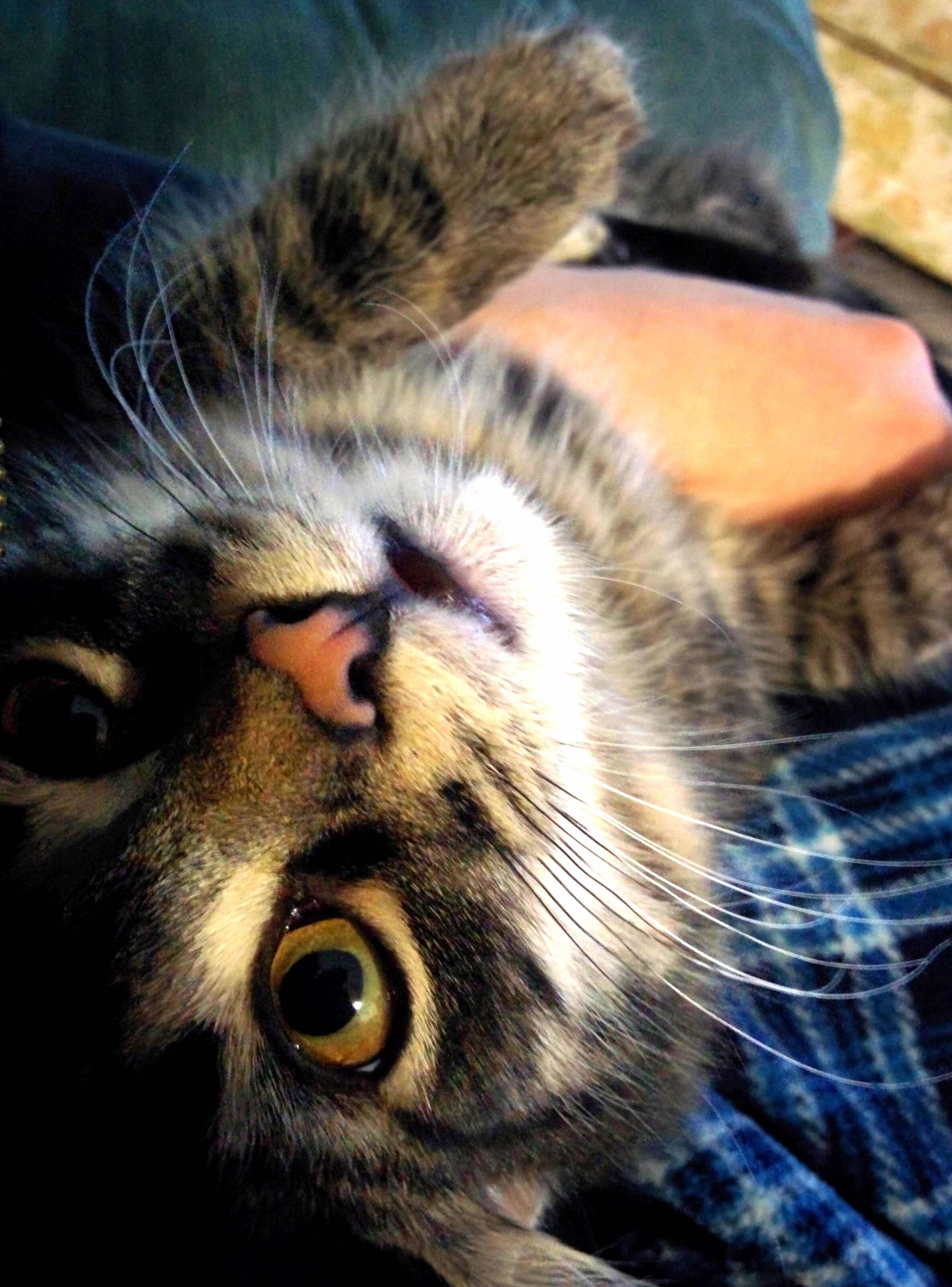 My Kitten Howell