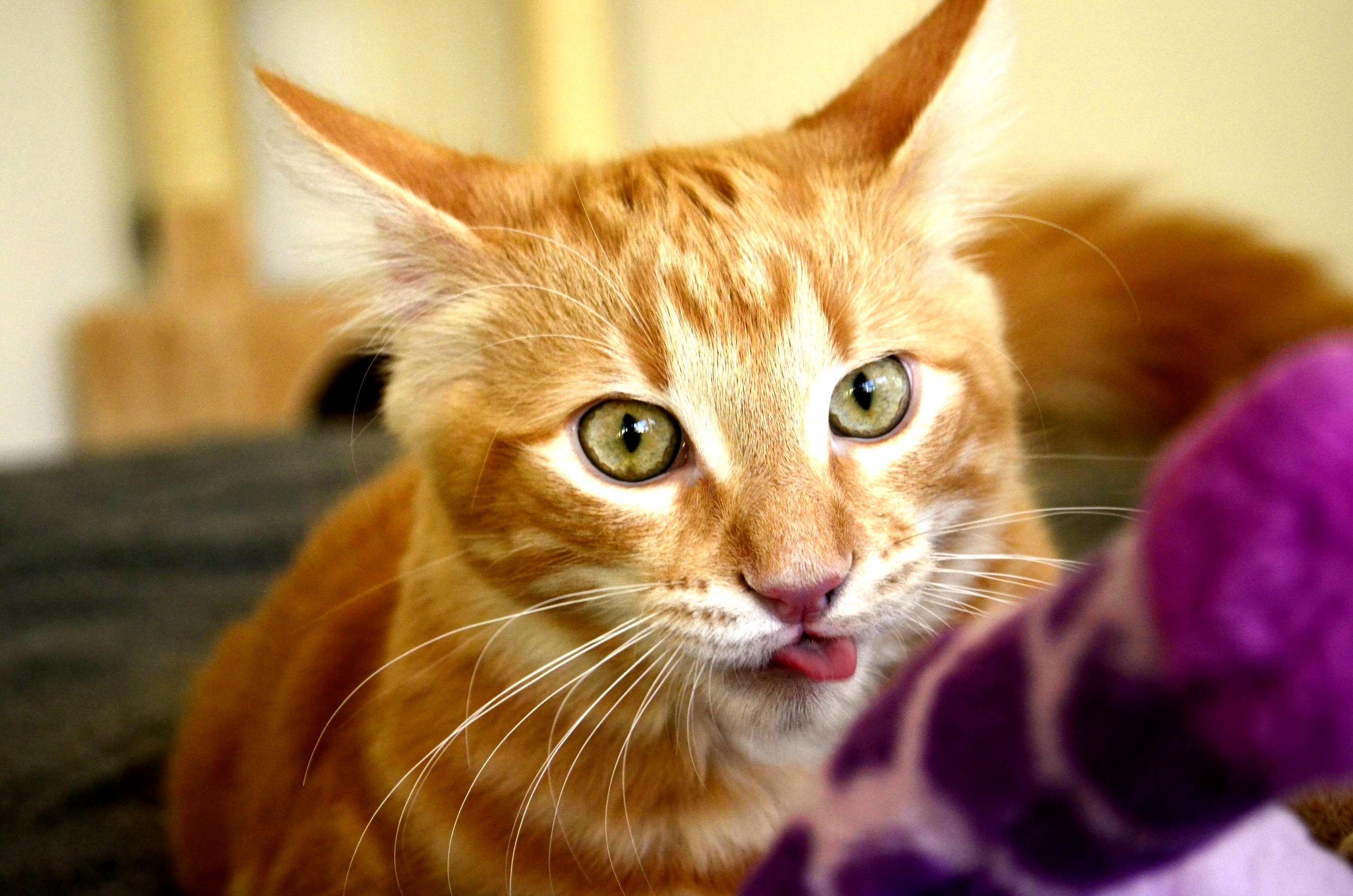 My Kitten Tengil ...