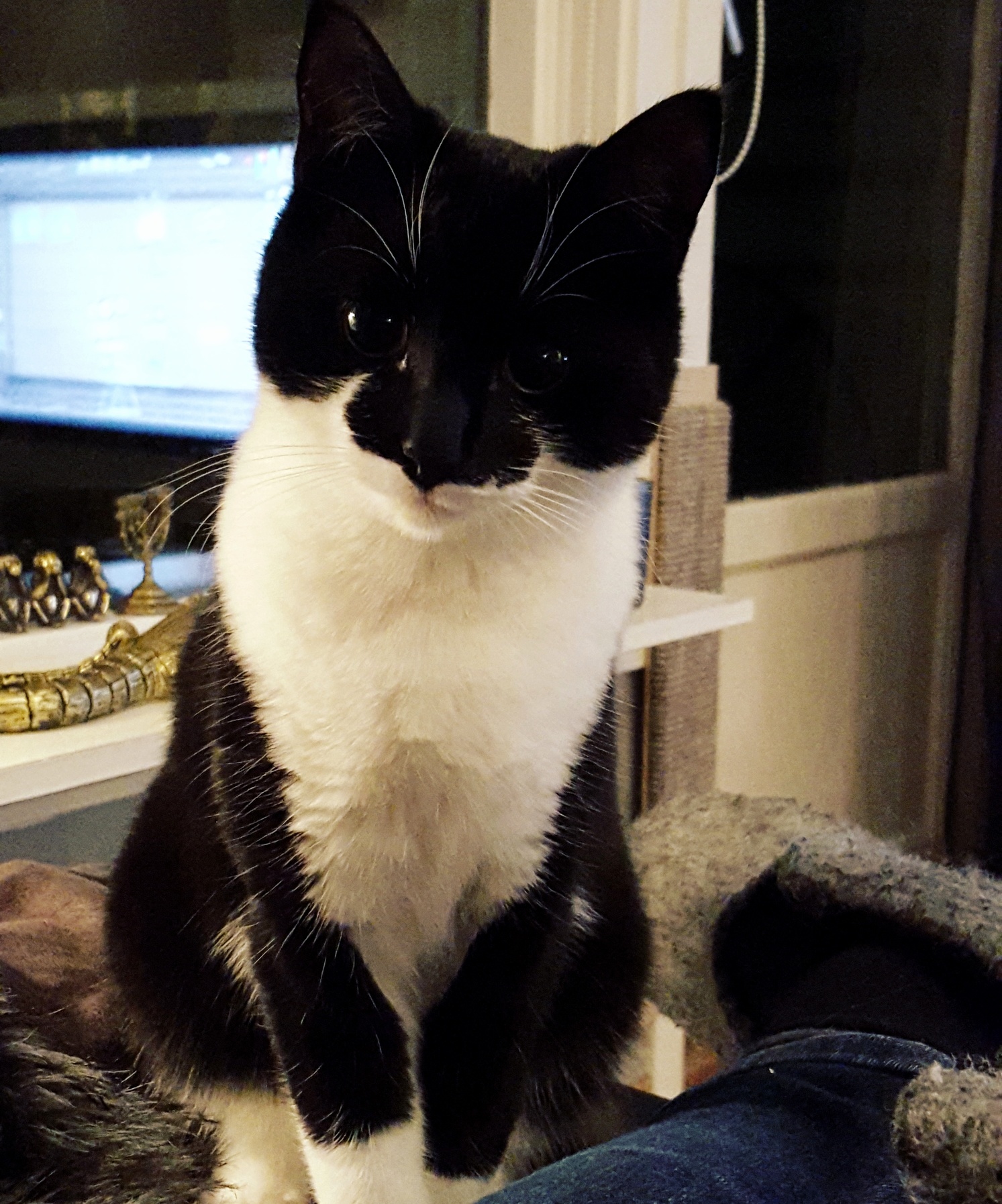 My Pretty Mustachegirl
