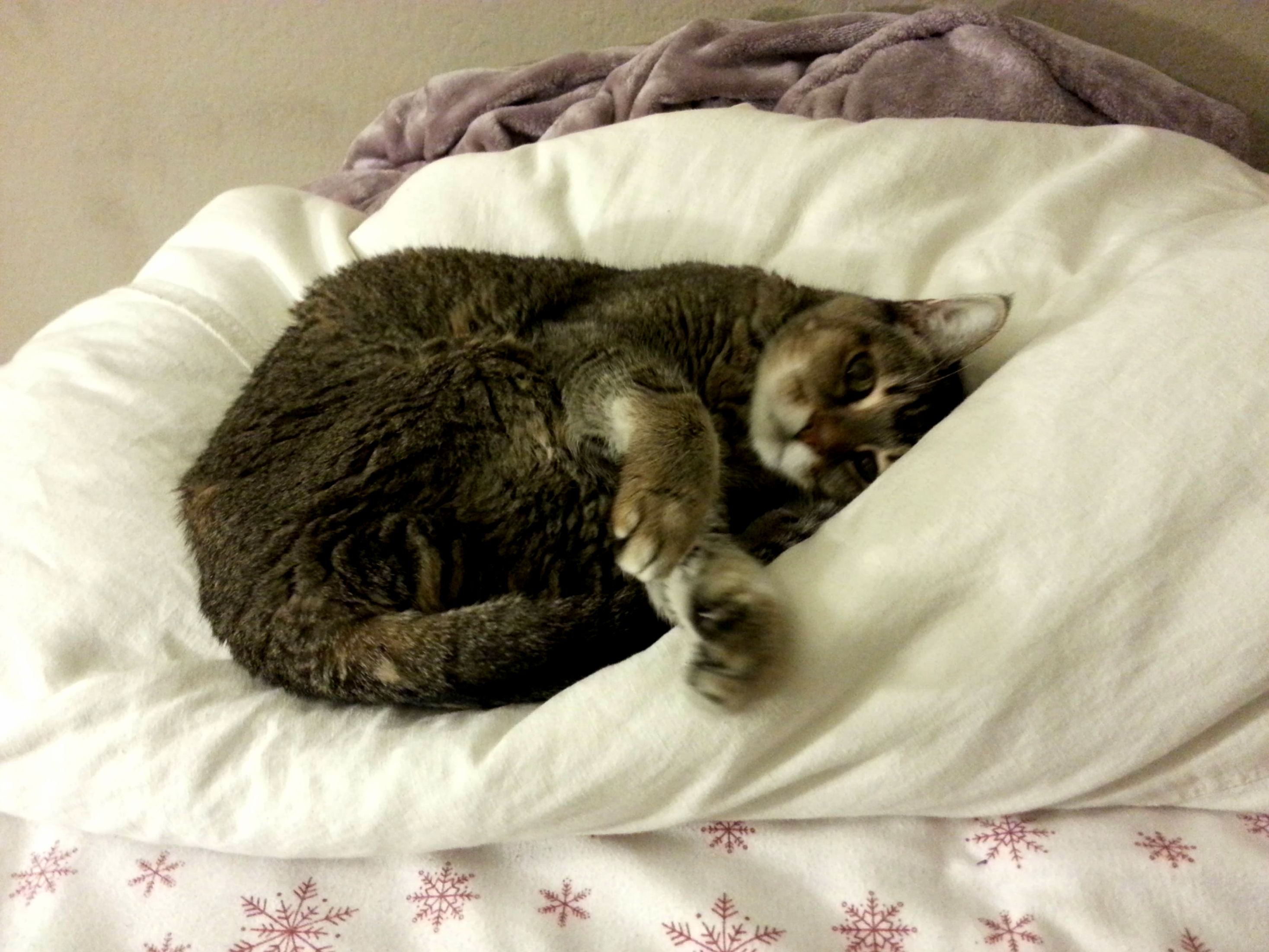My Snicks 15 Years Young