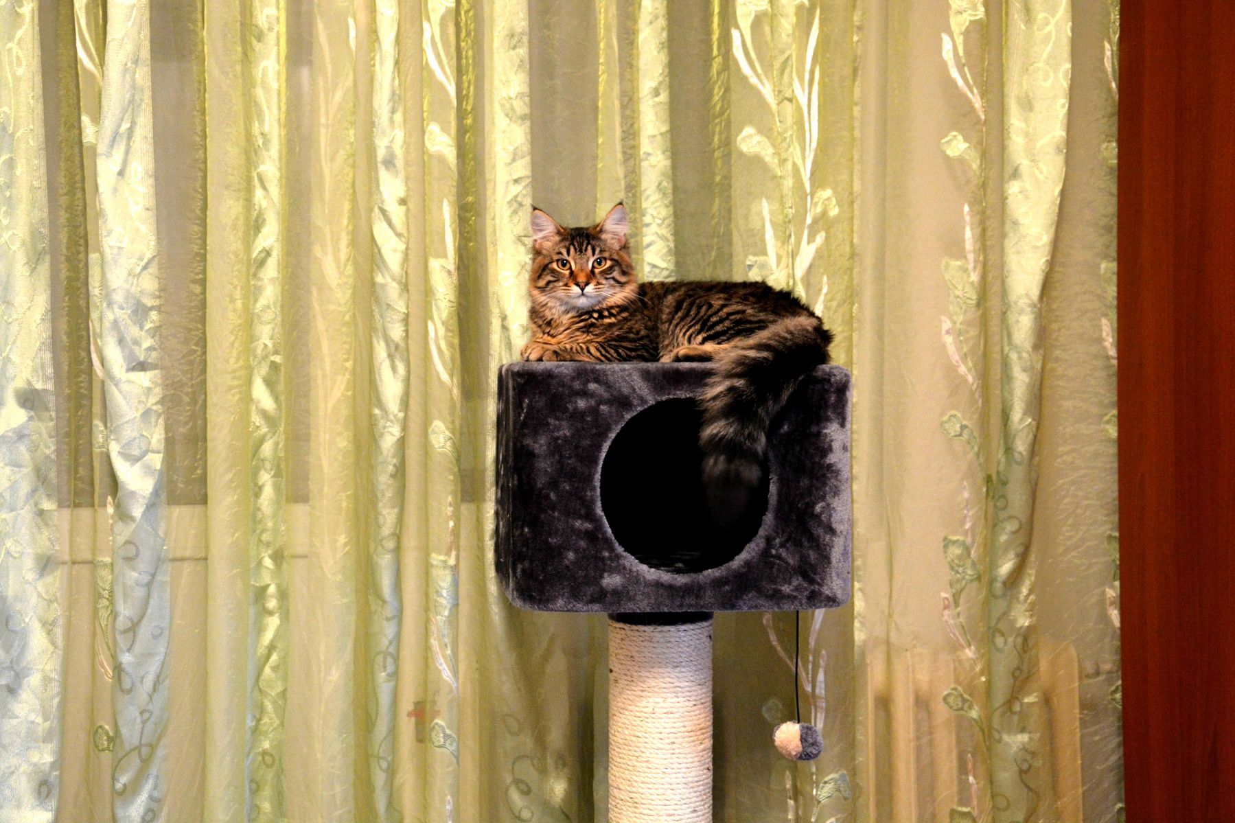 Odin Approves of His New Throne.
