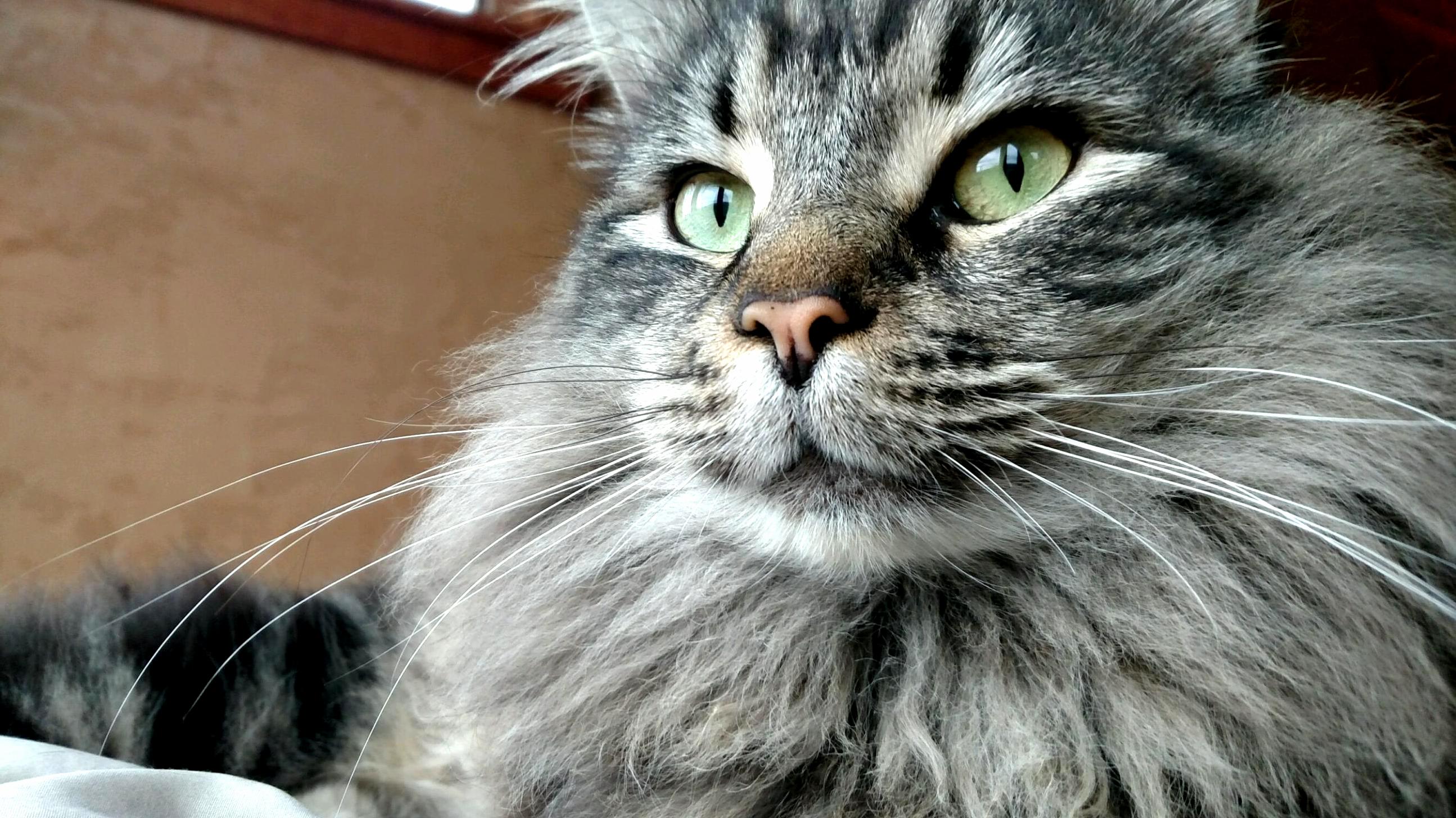 Philbert the Maine Coon. Hes a Working Cat Out at My Brothers Greenhouse.