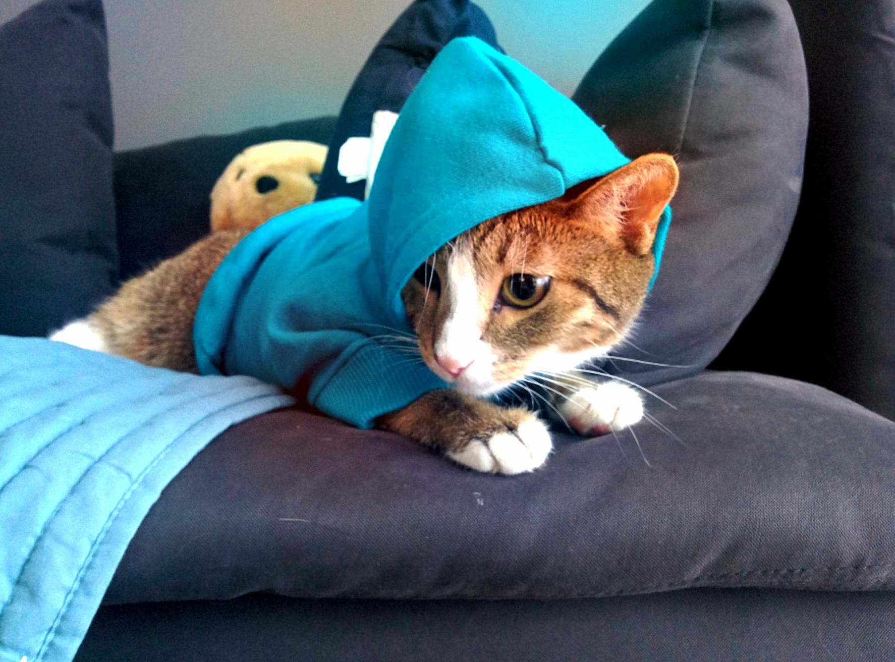 Pixels Not a Fan of the Hood Life