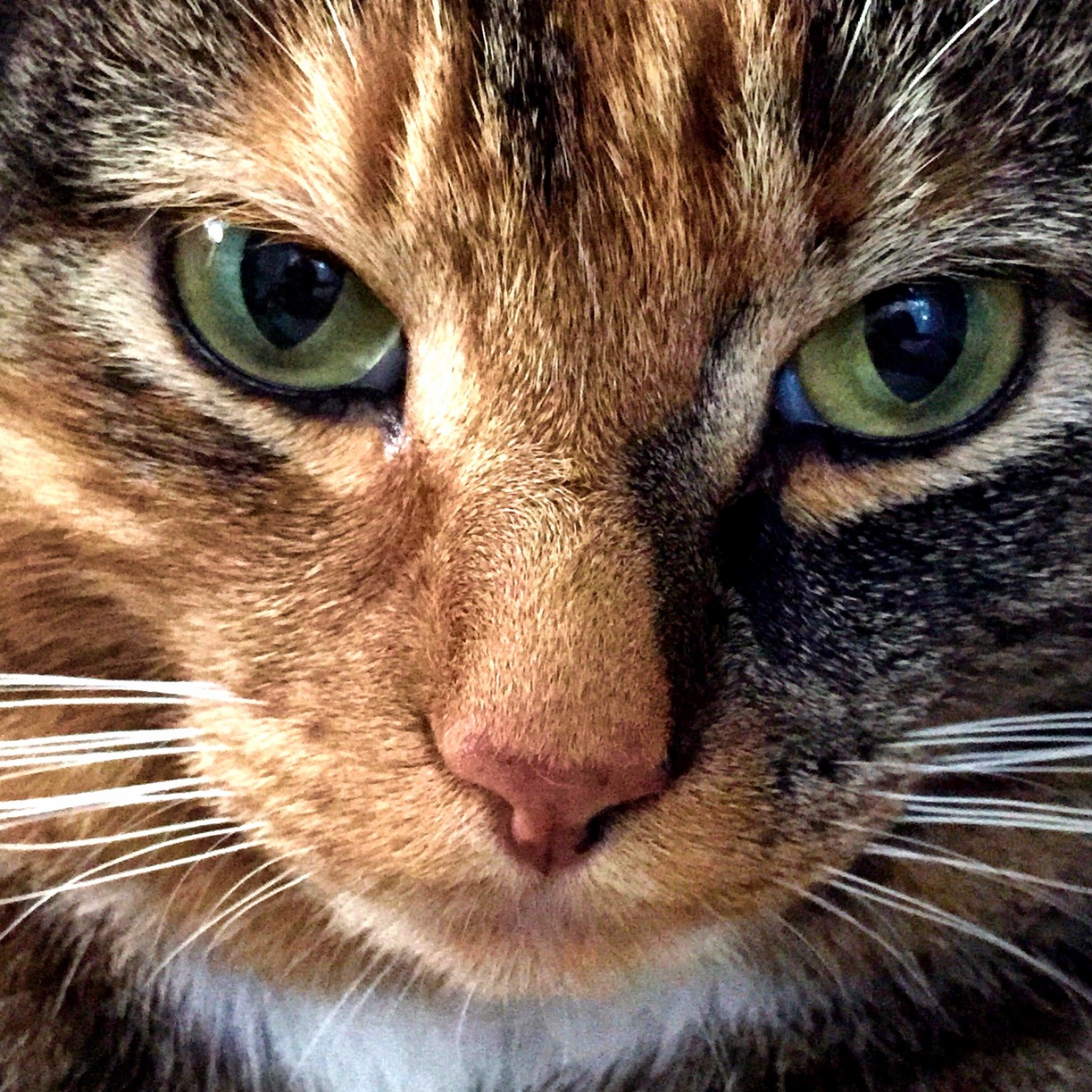 Pretty Proud of This Picture of My Cat.