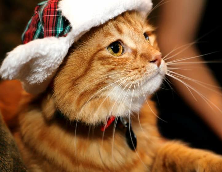 Rusty Is Ready for Christmas