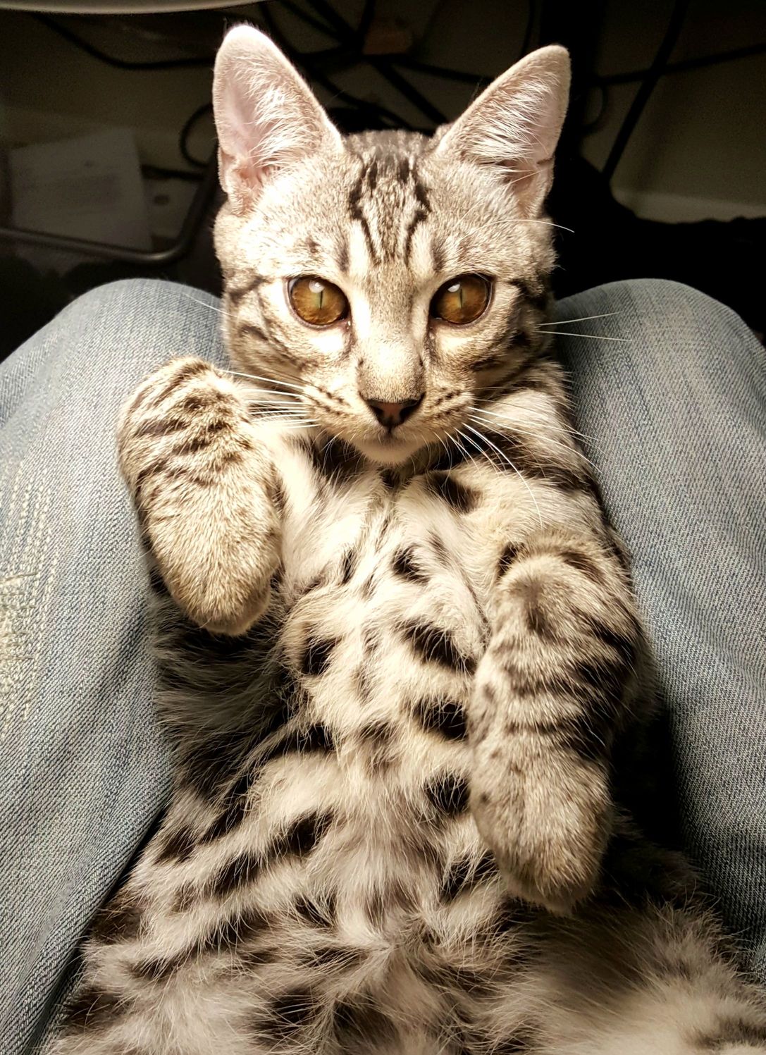 Shortly After This Photo Was Taken My Phone Was Knocked to the Ground. the Eyes Should Have Been My Clue..