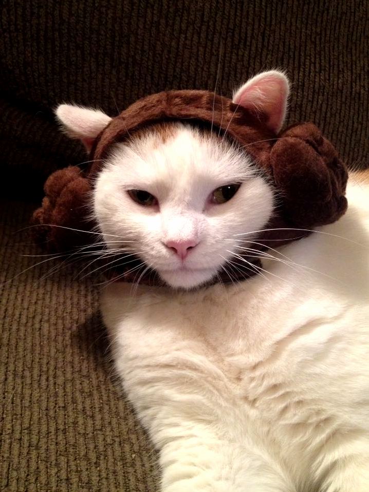 Someones Getting in the Spirit...