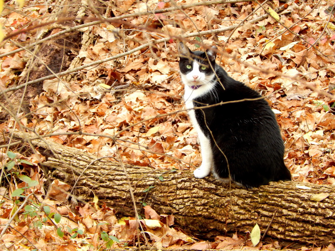 Steve Found a Log.