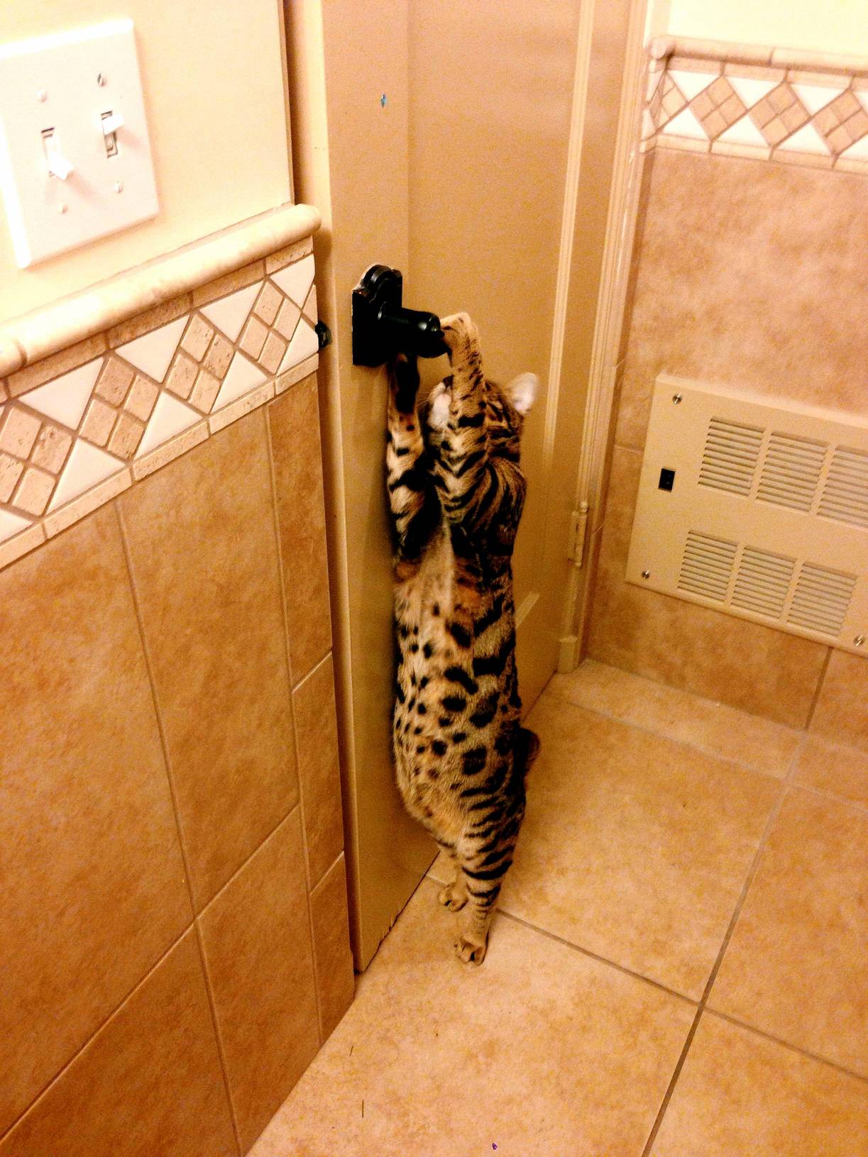 The Cat Has Learned How to Open Doors Purely by Observing Human