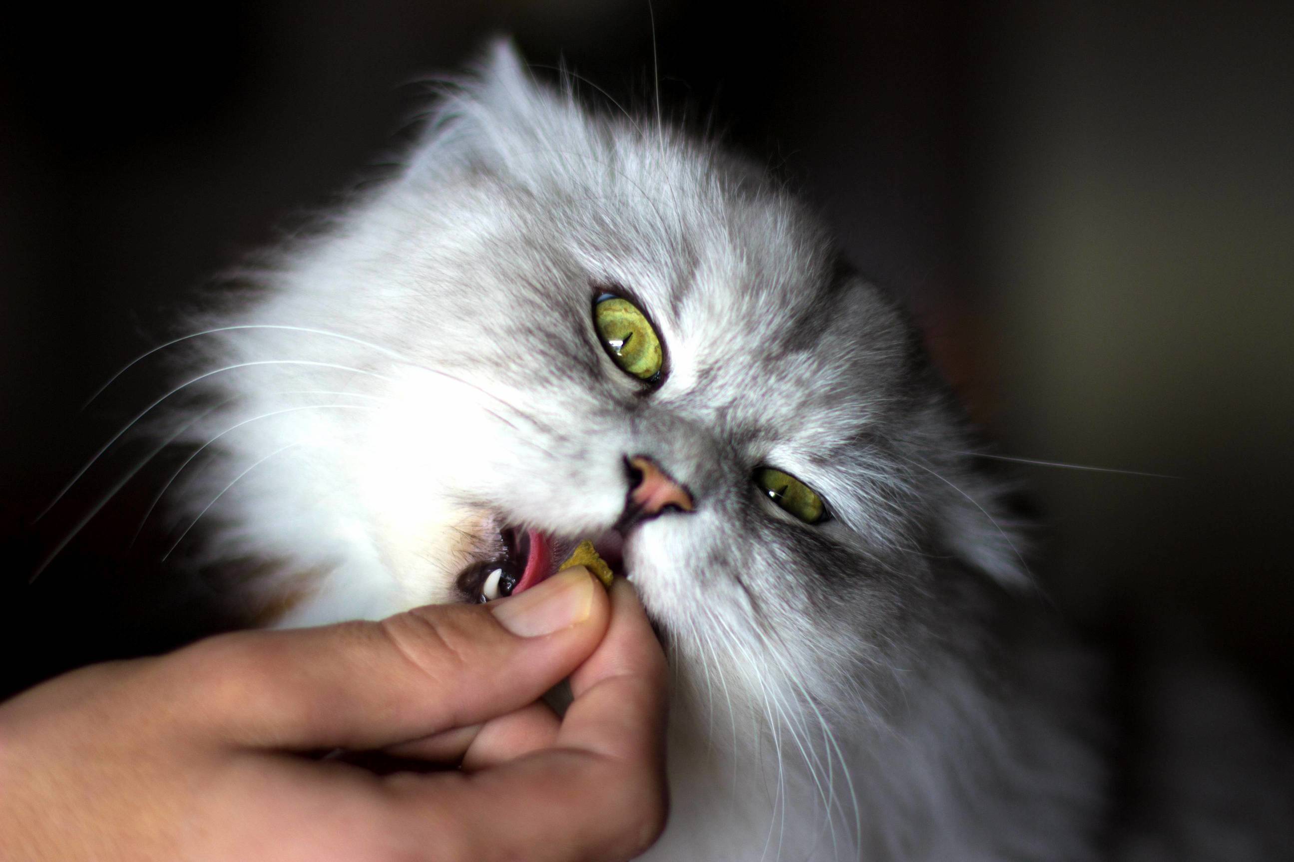The Eye of the Tiger