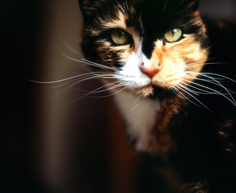 The One and Only Time I Managed to Get Dibi to Sit Still for a Portrait