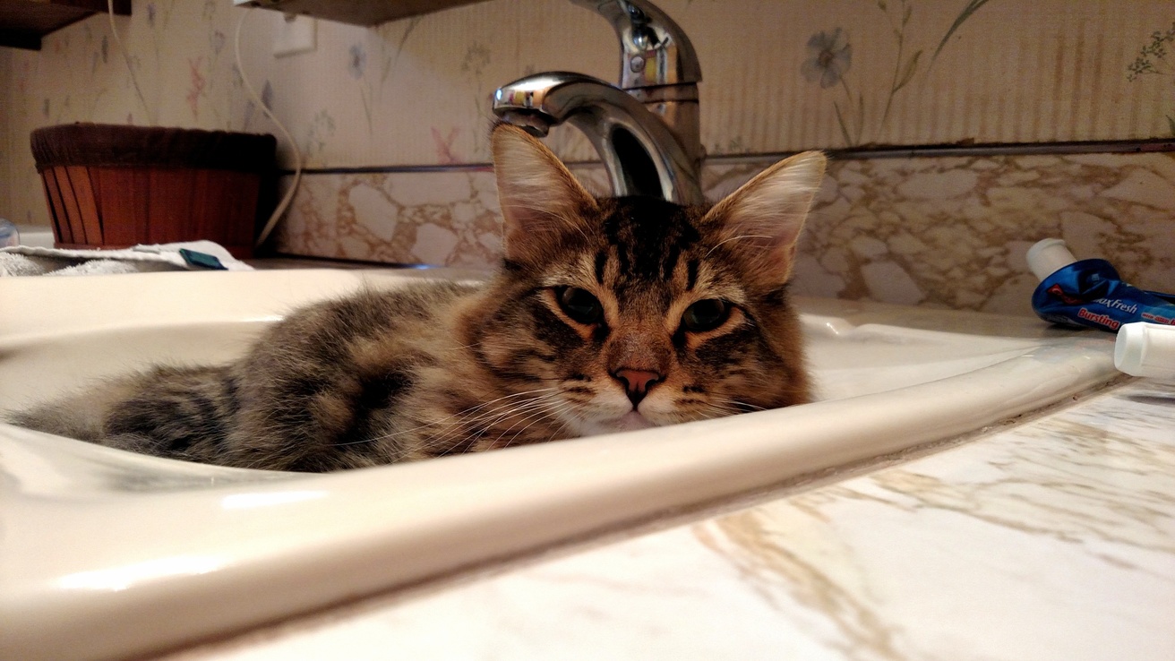 The Territorial Sink-cat. Wash at Your Own Risk.