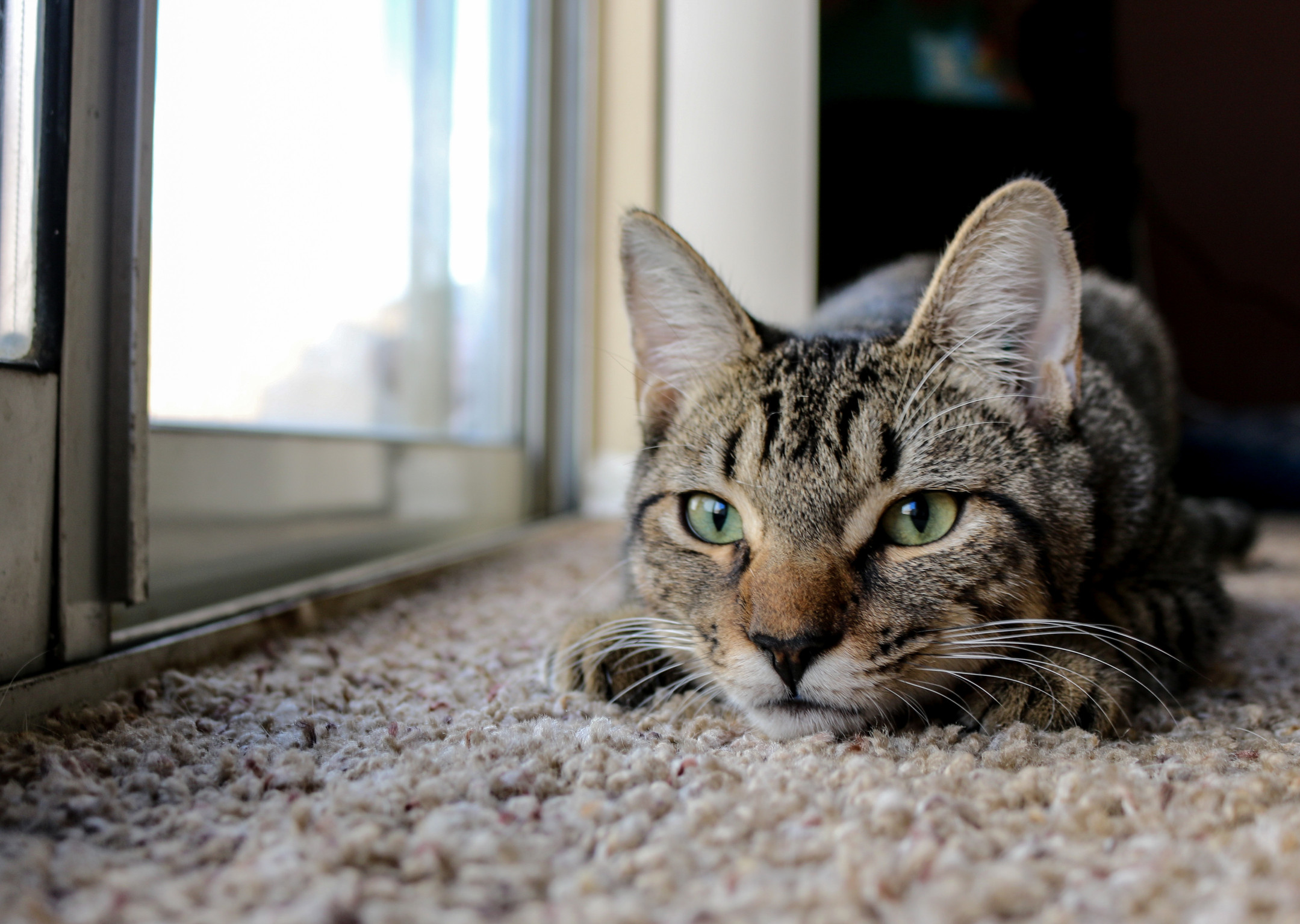 This Is Bo the Ex-stray Kitten Who Likes to Pounce on My Not-so-playful Sphynx..