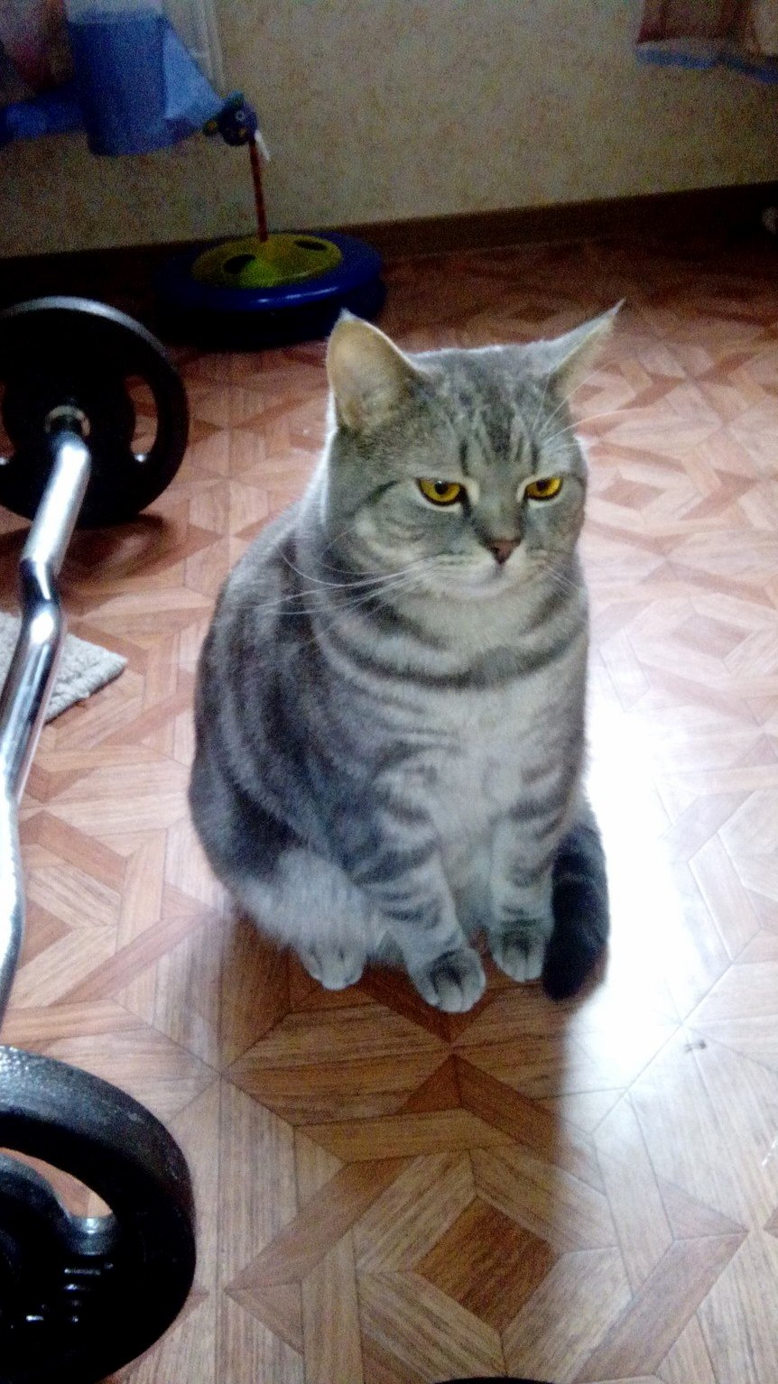 This Is Sebastian He Turned 10 Months. the Serious Cat Is Growing