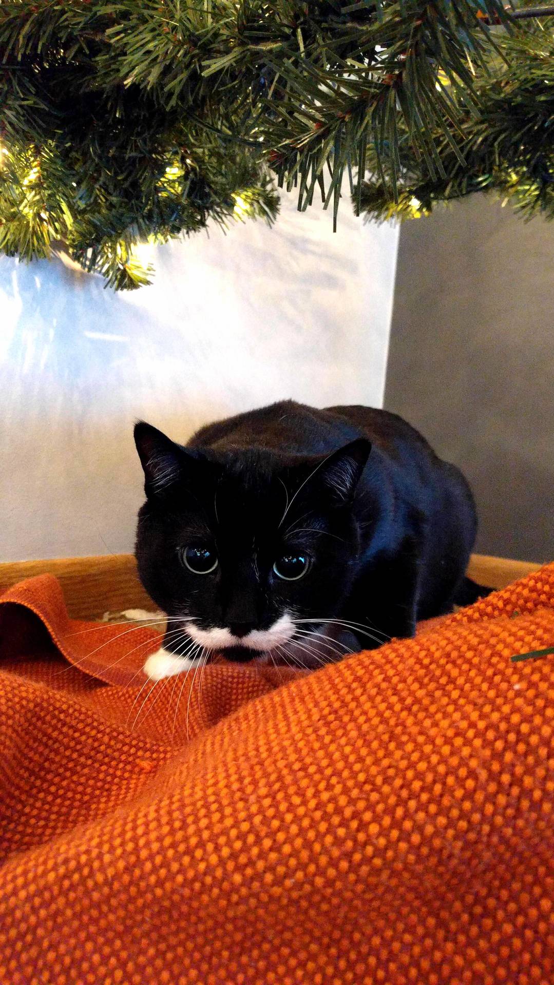 Tree Demon