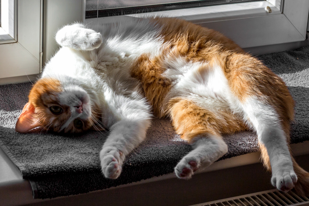 Usually Grumpy but Sometimes in Playful Mood