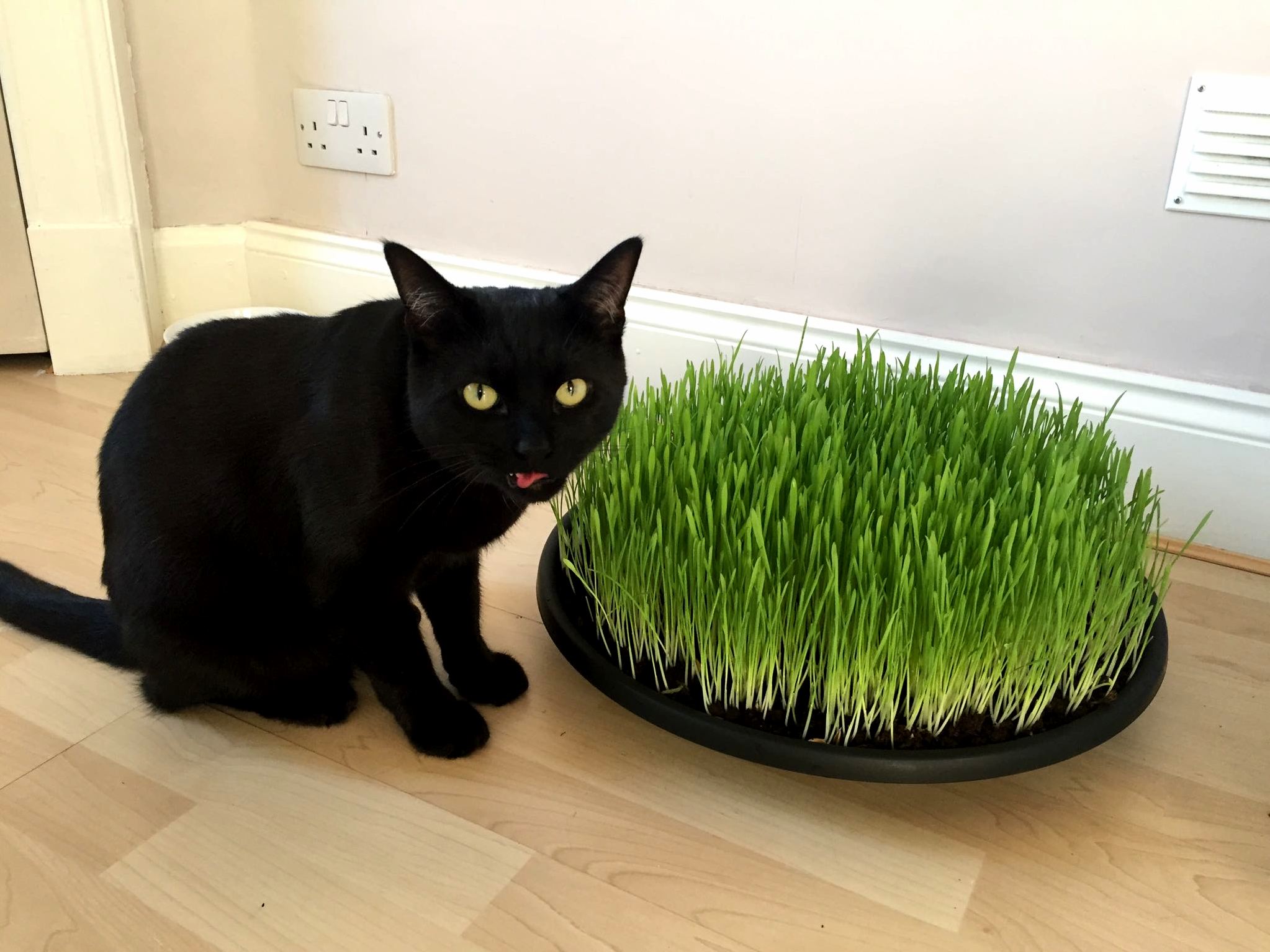 Waffles Gurning with His Newly Grown Grass Pad