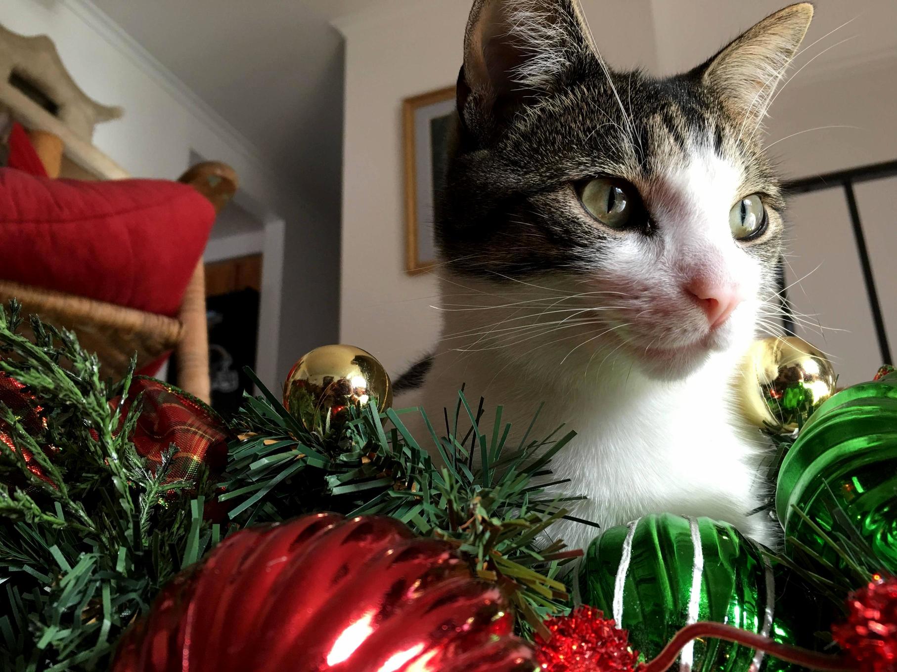 Watsons First Christmas
