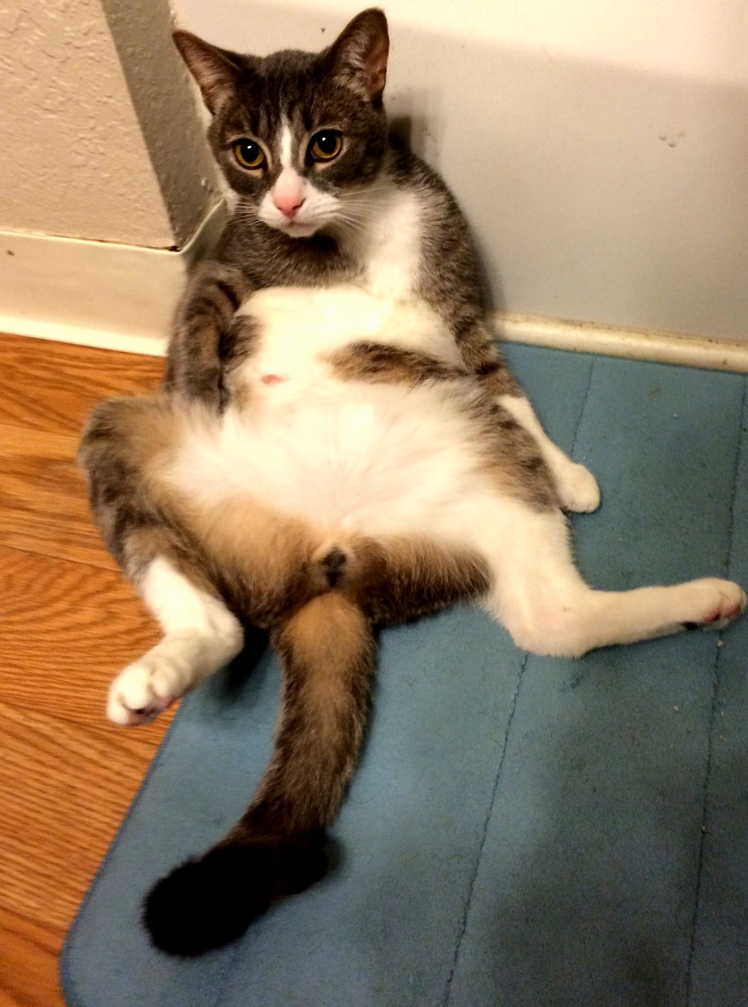 What a Majestic Creature