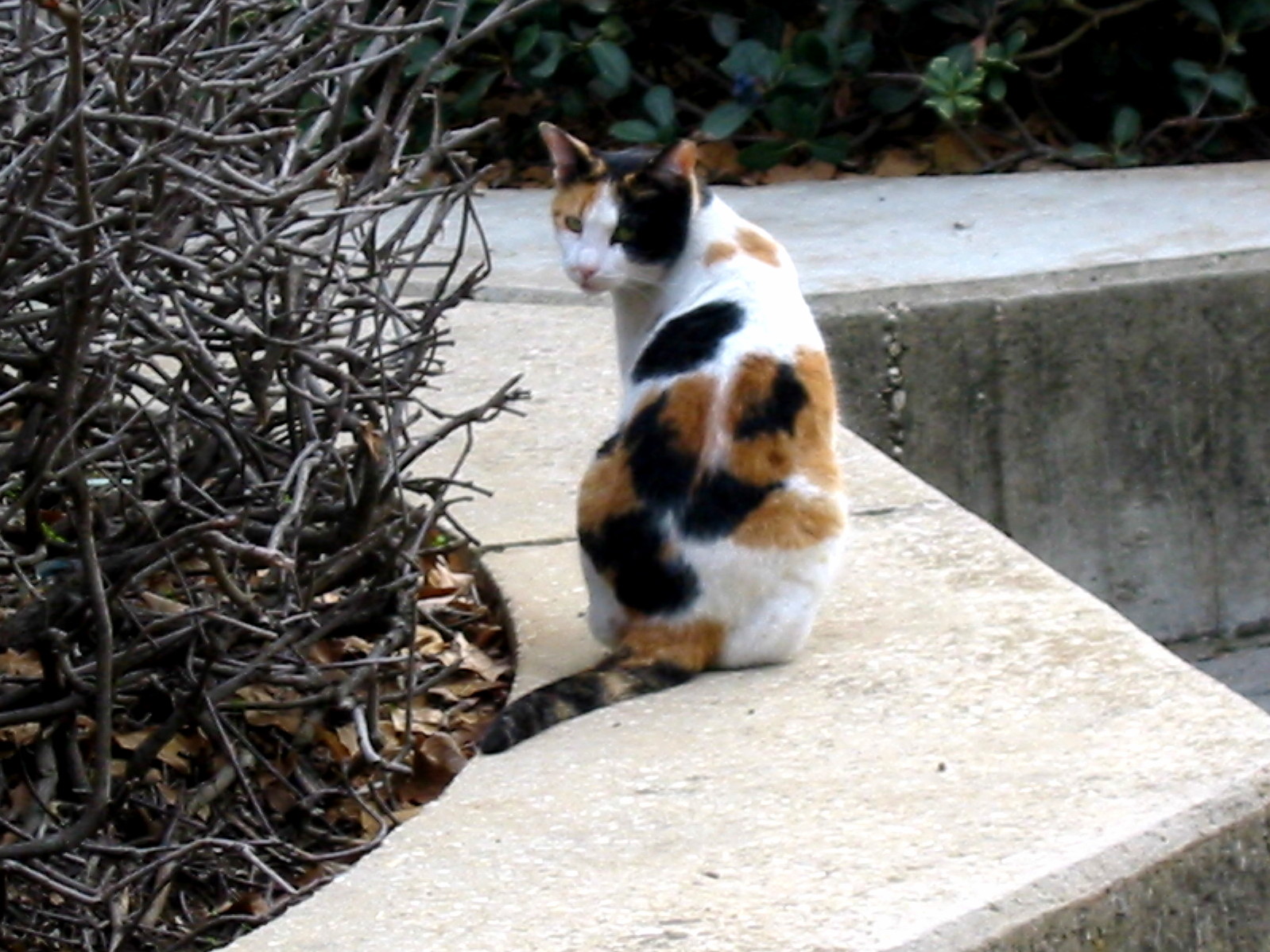 What Kind of Cat Is This