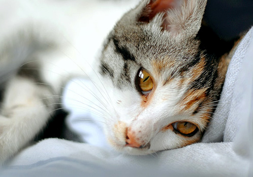 A Beautiful Handsome Cate Sleep......
