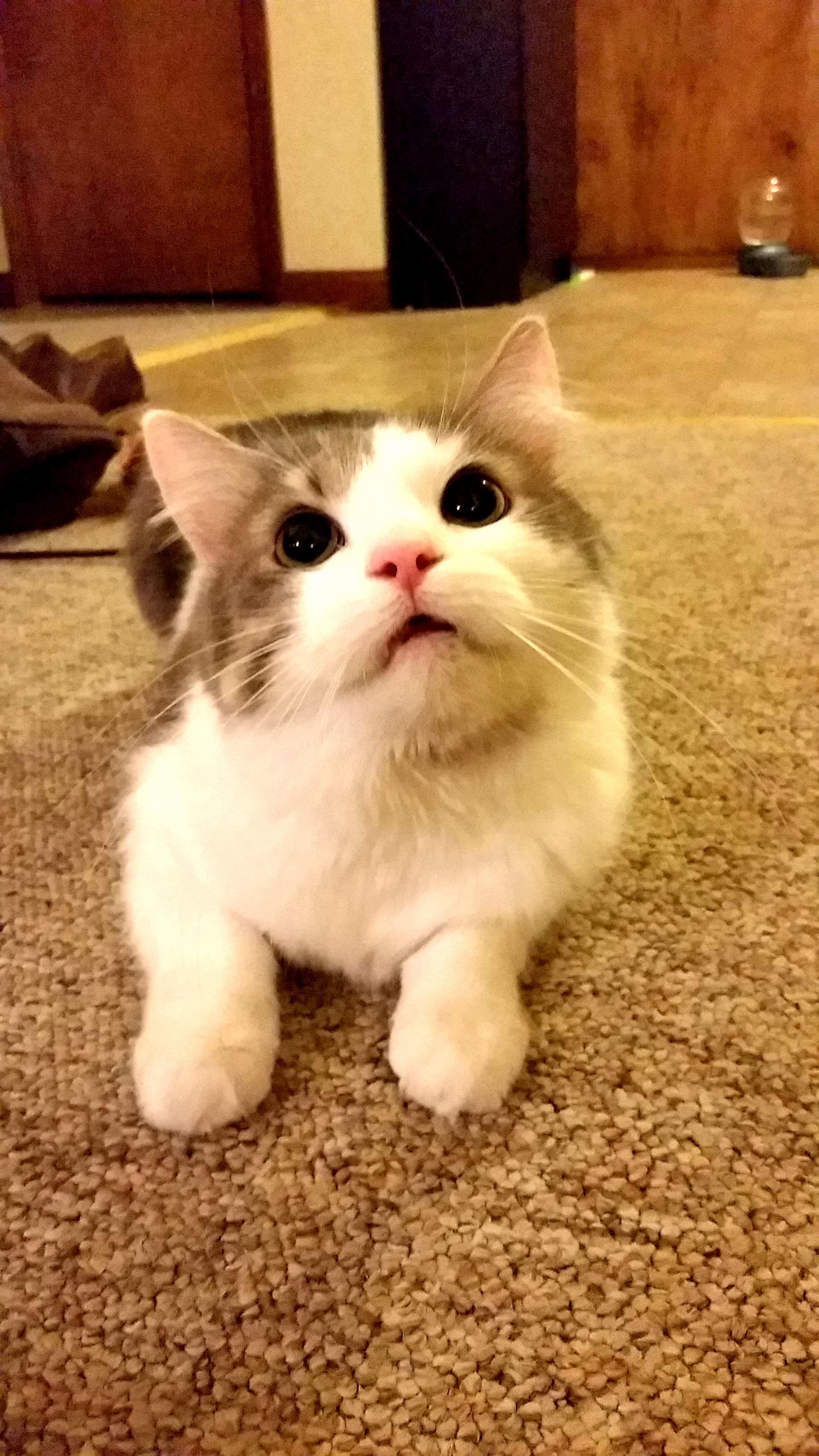 Adorable Murderous Eyes