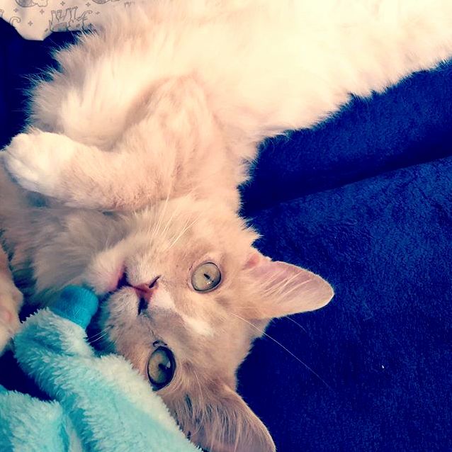 Advice Adopted a Cat with Fiv Hes Got Some Ear Issues.