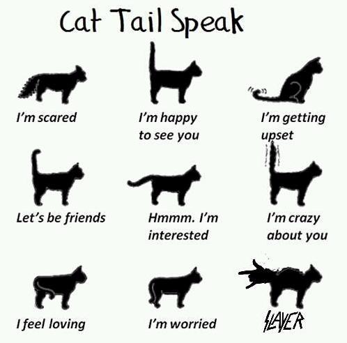 After Years of Studying Cat Behaviors I Made This Chart Guide