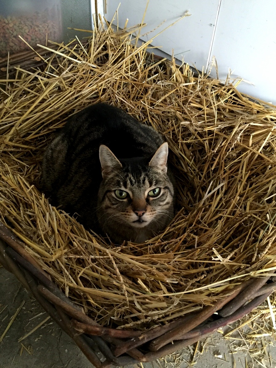 Baby Jesus Cat