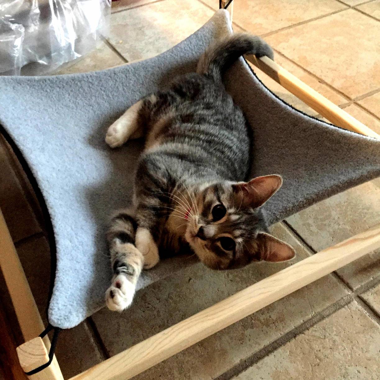 Bella Is Enjoying the Hammock I Got Her for Christmas