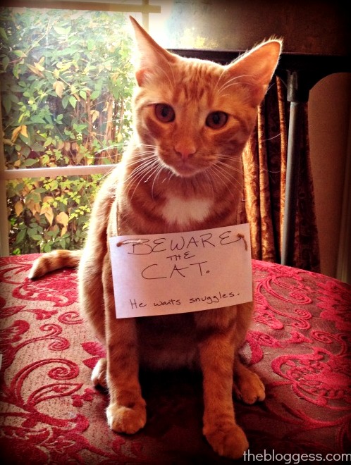 Beware the Cat. He Wants Snuggles.