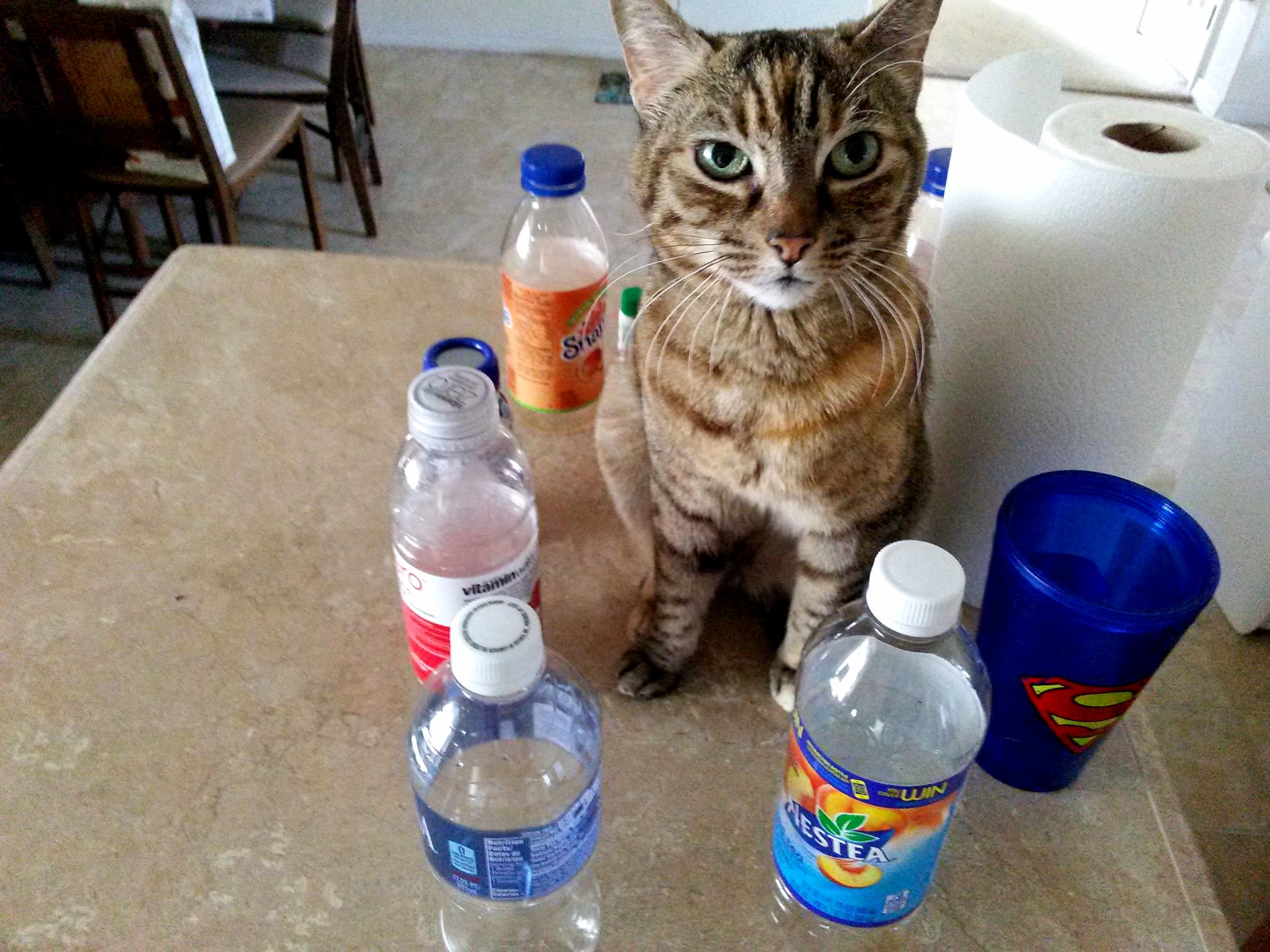Boredom Recycling Cat