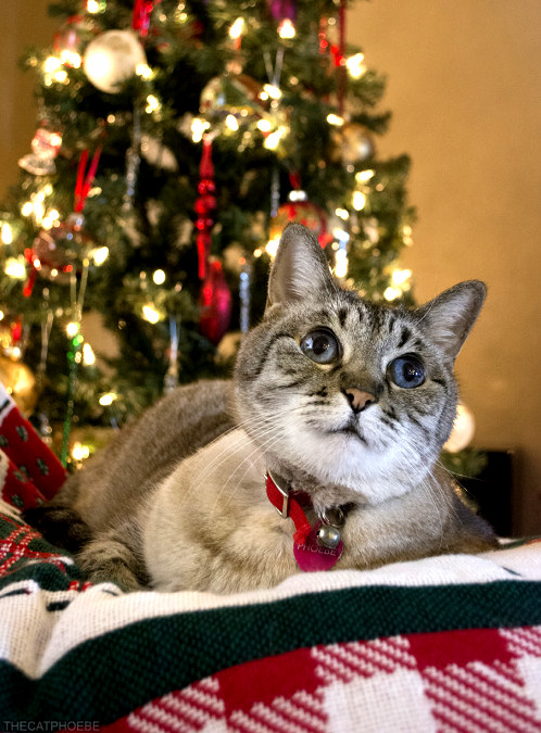 Bribed Her with Treats to Get This Photo